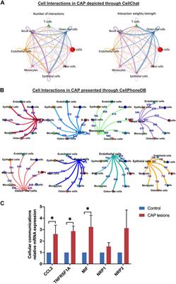 Single-Cell Sequencing Unveils the Heterogeneity of Nonimmune Cells in Chronic <mark class="highlighted">Apical Periodontitis</mark>